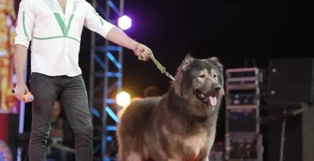 photo le chien le plus cher du monde et son propriétaire. © capture d’écran youtube / tv9 kannada