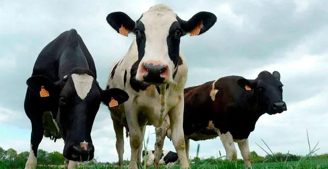 photo  si le temps s’améliore, les éleveurs aimeraient mettre leurs vaches dans les champs la semaine prochaine.  &copy;  archives ouest-france/thomas bregardis 