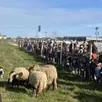 photo une centaine de personnes, dont de nombreux enfants, ont assistéà l’installation des moutons.