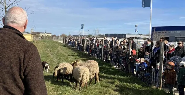 photo  une centaine de personnes, dont de nombreux enfants, ont assistéà l’installation des moutons.  &copy;  co 
