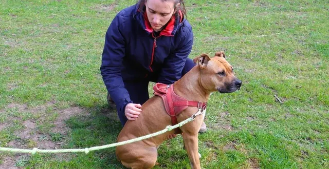 photo  ostéopathe, marine dumont exerce son métier à domicile et en partenariat avec le centre canin canicampus. par pression, marine dumont soulage quelques points douloureux de la chienne « tara ».  &copy;  ouest-france 