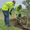 photo  plusieurs centaines de jeunes arbres ont été plantés le long du boulevard d’estienne-d’orves, au mans (sarthe) depuis le début de l’année 2025. 