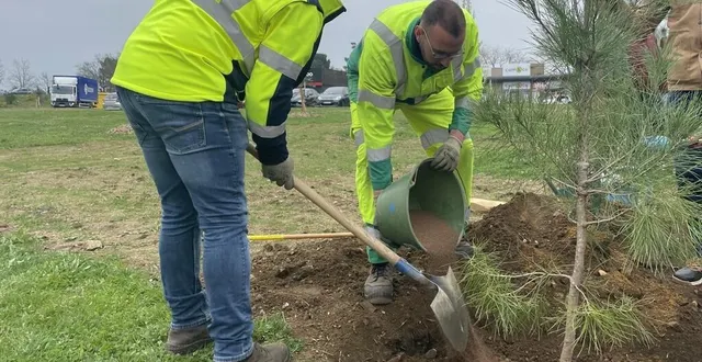 photo  plusieurs centaines de jeunes arbres ont été plantés le long du boulevard d’estienne-d’orves, au mans (sarthe) depuis le début de l’année 2025.  &copy;  ouest-france 