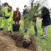 photo  le maire du mans est venu procéder, symboliquement, à l’une des dernières plantations. 