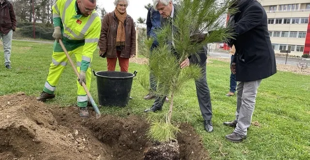 photo  le maire du mans est venu procéder, symboliquement, à l’une des dernières plantations.  &copy;  le maine libre 