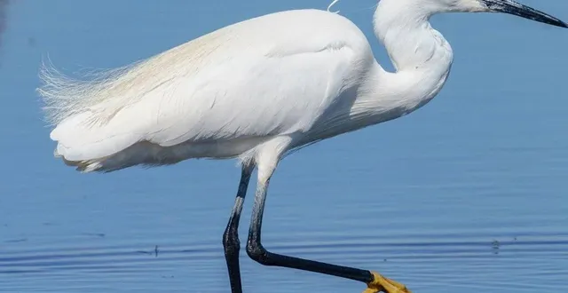 photo  jean-marc hoen expose ses photos animalières jusqu’à la fin de la semaine.  &copy;  co 