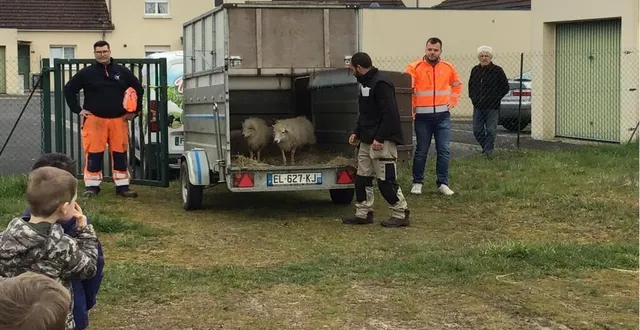 photo  sous l’œil attentif des enfants, les moutons prennent possession de leur lieu de vie.  &copy;  ouest-france 
