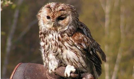 photo  la nuit de la chouette, c’est samedi (photo d’illustration).  &copy;  archives ouest-france 