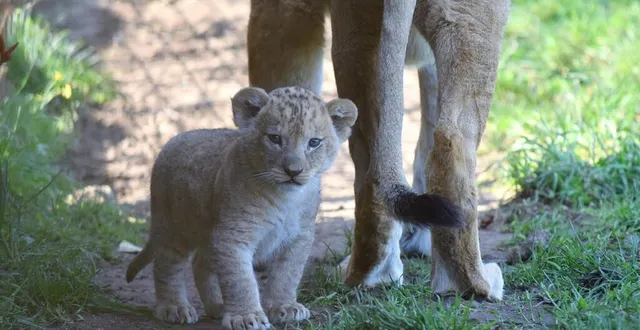 photo  deux lionceaux sont nés au bioparc de doué-en-anjou, en maine-et-loire. ils viennent compléter le clan familial déjà existant.  &copy;  bioparc de doue-en-anjou 