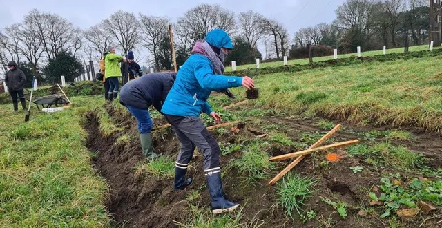 photo  ajoncs, aubépine, cormier, merisier, tilleul… la plantation de nouvelles haies vise à compenser des années de dégradation de barrières bocagères.  &copy;  ouest-france 