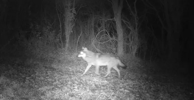 photo  voici le cliché pris début décembre à la séguinière, envoyé à l’ofb, et qui confirme la présence du loup en anjou.  &copy;  anonyme 