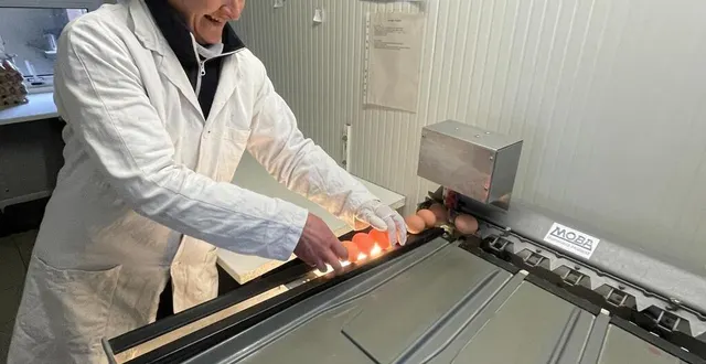 photo  après le ramassage des œufs fraîchement pondus, clarisse jouandet les place dans une calibreuse qui classera chaque œuf en fonction de sa taille.  &copy;  ouest-france 