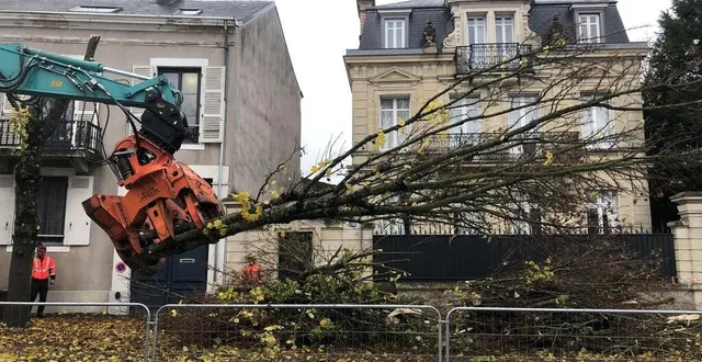 photo  en novembre 2024, 200 arbres ont été retirés de l’avenue bollée, malgré des mouvements de contestations.  &copy;  photo : le maine libre 