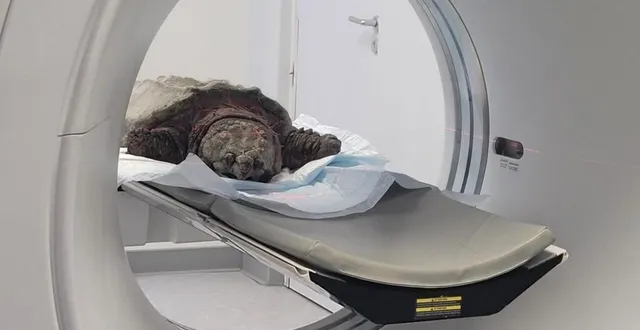 photo  pashir, la tortue-alligator, a passé un scanner à la clinique vétérinaire de pontlieue, au mans.  &copy;  clinique de pontlieue 