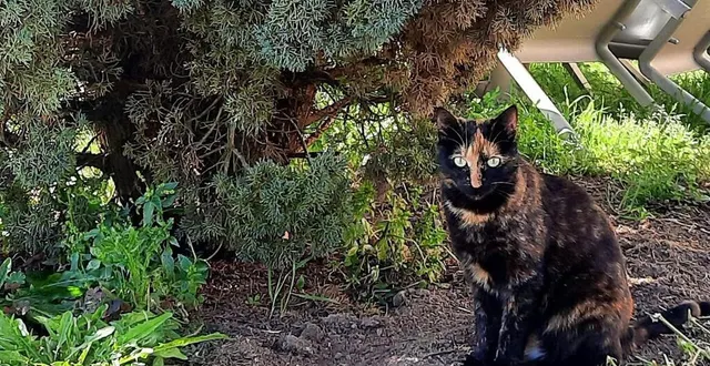 photo  noisette a été adoptée par les résidents du foyer de vie pour adultes en situation de handicap mental anaïs à luché-pringé, dans le sud de la sarthe.  &copy;  ouest-france 