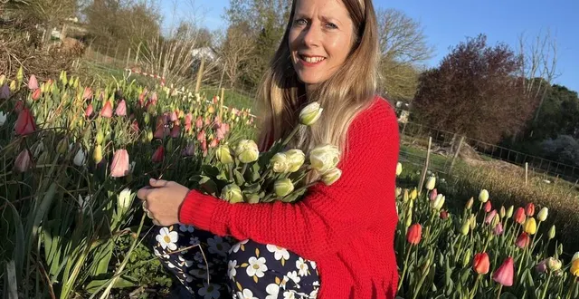 photo  émilie devalance propose des cueillettes de tulipes dans sa ferme florale de neuville-sur-sarthe.  &copy;  ouest-france. 