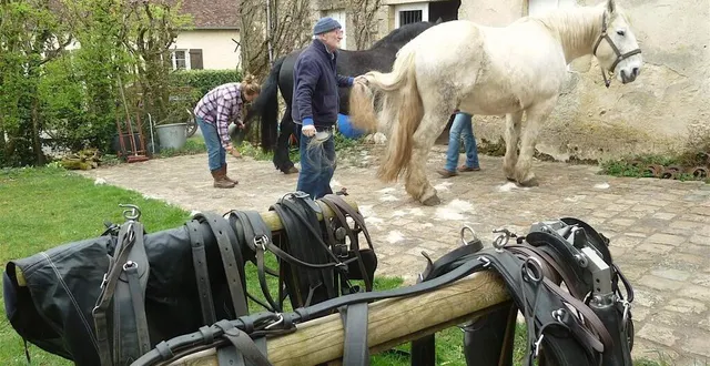 photo  une petite mise en beauté avant d’atteler  &copy;  ouest-france 