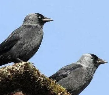 photo  l’espèce est protégée et seul le préfet peut autoriser sa destruction.  &copy;  archives ouest-france 