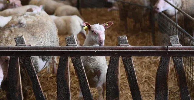 photo  les moutons ont été attaqués dans leur bâtiment.  &copy;  archives le courrier de l’ouest - josselin clair 