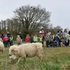 photo les moutons ont été accueillis par élus, enfants, enseignantes et personnel communal.