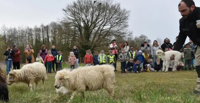 photo  les moutons ont été accueillis par élus, enfants, enseignantes et personnel communal.  &copy;  le maine libre 