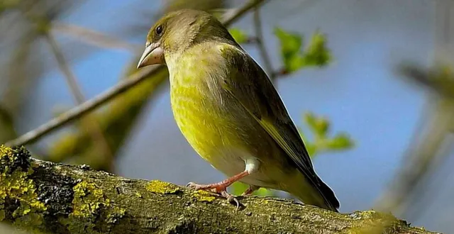 photo  une mini-forêt a été créée pour accueillir les oiseaux.  &copy;  archives le maine libre – yvon loué 