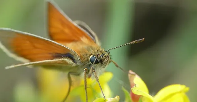photo  la biodiversité offre des rencontres magnifiques, comme ce papillon hespérie de la houque.  &copy;  morvan debroize 