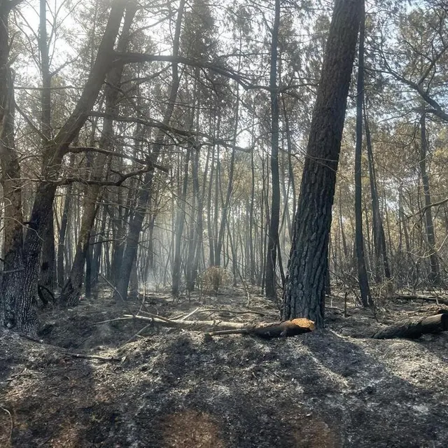 La forêt après le passage du feu, ce vendredi 11 avril. Ouest-France photo la forêt après le passage du feu, ce vendredi 11 avril. © ouest-france