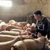 photo romain viot, entouré de ses cochons, à la ferme de la drouerie de trangé, près du mans (sarthe).