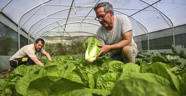photo  saint-célerin, jeudi 3 avril 2025. ludovic launay et thomas guéret, l’un des associés (au second plan) aux petits soins de leurs choux pé-tsaï.  &copy;  denis lambert 