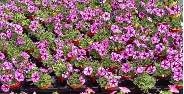 photo  nouvelles variétés de pétunias au chantier d’insertion d’angers-trélazé.  &copy;  ouest-france 