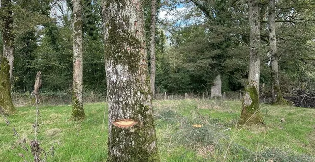 photo  une ligne téléphonique d’urgence existe désormais pour les propriétaires privés de forêts et de bois, victimes de vol.  &copy;  ouest-france 