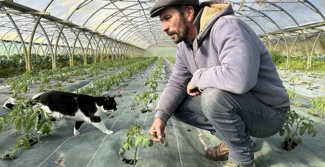 photo  à luché-pringé, dans le sud de la sarthe, emmanuel portal redoute les effets de la bactérie ralstonia sur ses cultures déjà arrosées et doit trouver en urgence des solutions pour la suite de la saison.  &copy;  ouest-france 