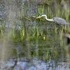 photo photo d’illustration : un héron cendré. au marais du grand hazé, l’observatoire de la voie verte donne sur la héronnière.