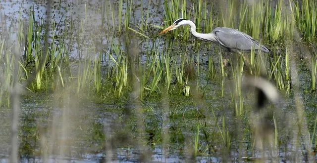 photo  photo d’illustration : un héron cendré. au marais du grand hazé, l’observatoire de la voie verte donne sur la héronnière.  &copy;  archives thierry creux / ouest-france 