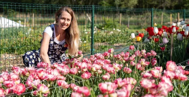 photo  émilie devalance s’occupe avec soin des tulipes de sa ferme florale.  &copy;  le maine libre - xavier sarrat 