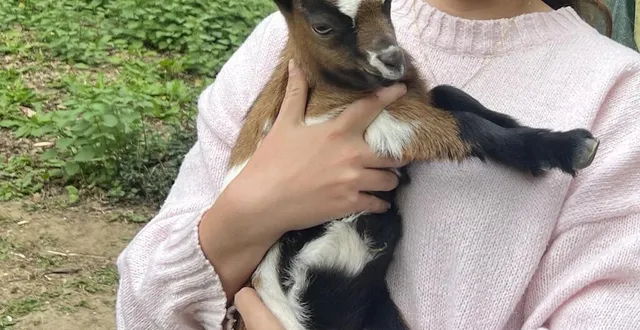 photo  les chevreaux doivent être biberonnés après la mort de deux chèvres, attaquées par des chiens.  &copy;  le maine libre 