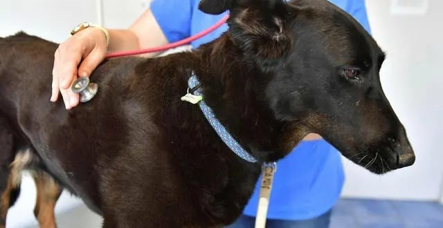 photo  comme les humains, les chiens aiment le chocolat qui est malheureusement toxique pour eux.  &copy;  photo archives po nathalie bourreau 