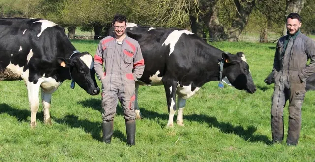 photo  romain henry (à gauche) et antoine lagache au milieu de la prairie et de leurs vaches. 