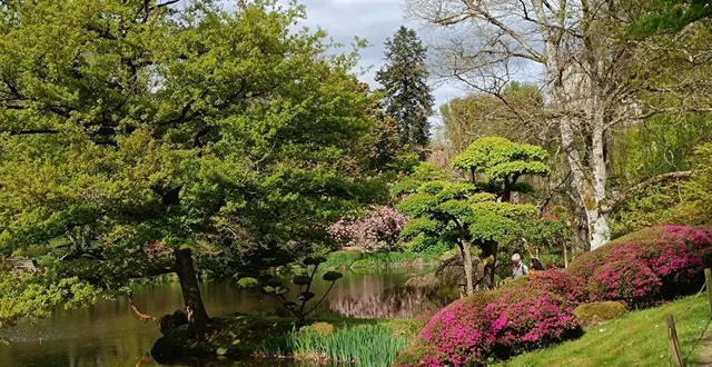 photo  le parc oriental de maulévrier fête ses 40 ans en ce printemps, où les azalées et les cerisiers offrent des nuances du rose au mauve.  &copy;  ouest-france 