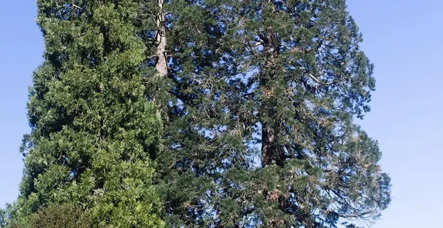 photo  deux séquoias concomitants à la construction de la médiathèque, à écommoy, ont agité les débats du conseil municipal.  &copy;  dr 