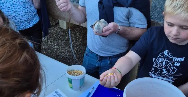 photo  les pigeons voyageurs qui parcourent de longues distances ont besoin d’une alimentation riche en protéines, vitamines et minéraux. mickaël esnault a ainsi invité les enfants à répartir grains de maïs, blé et pois de manière équitable.  &copy;  co 