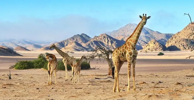 photo  la girafe peut évacuer la chaleur corporelle par ses taches.  &copy;  bbc studios 