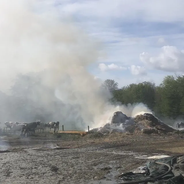 photo aucune vache n’a été blessée.  ©  ouest-france