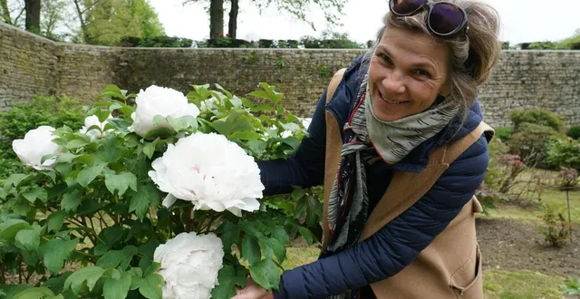 photo  le conservatoire de pivoines du château de sourches ouvrira au public ce dimanche 27 avril 2025.  &copy;  archives le maine libre 