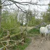 photo cinq chevaux camarguais pâturent au marais du grand hazé.