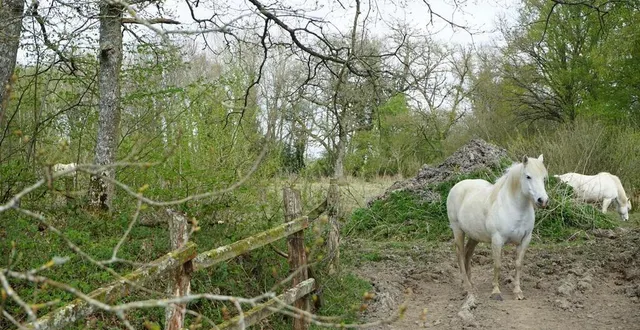 photo  cinq chevaux camarguais pâturent au marais du grand hazé.  &copy;  ouest-france 
