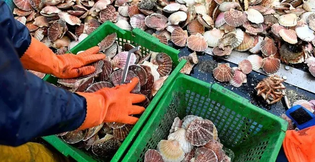 photo  les coquilles ne peuvent pas être compostées et doivent être jetées dans les sacs transparents.  &copy;  archives thomas brégardis / ouest-france 