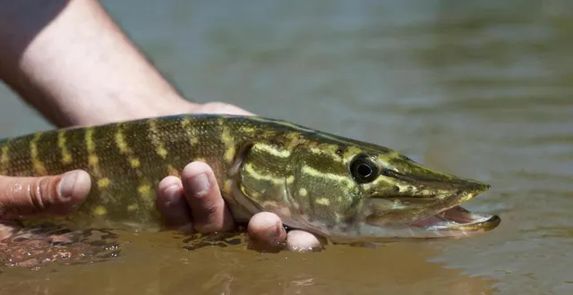 photo  la pêche au brochet est de nouveau autorisée en maine-et-loire à partir du samedi 26 avril 2025.  &copy;  fnpf 