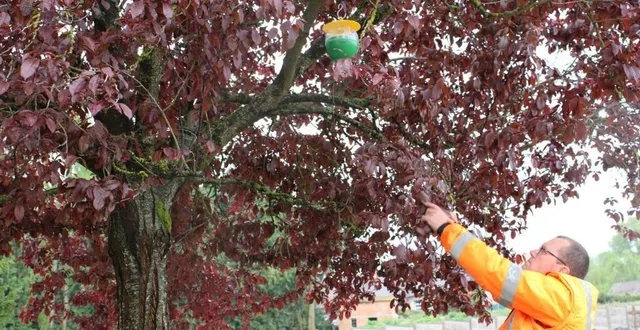 photo  douze pièges sont répartis à différents endroits dans la commune.  &copy;  ouest-france 